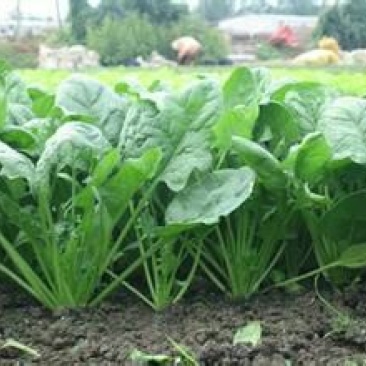大叶菠菜15~20厘米