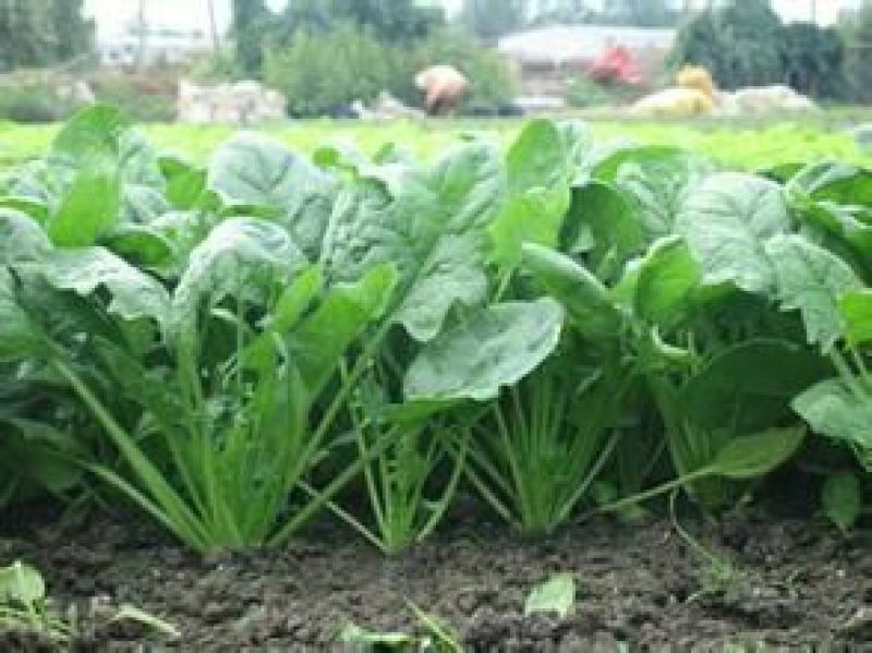 大叶菠菜15~20厘米
