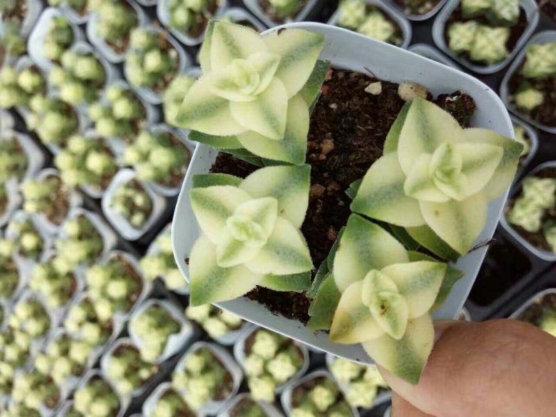 多肉植物含盆