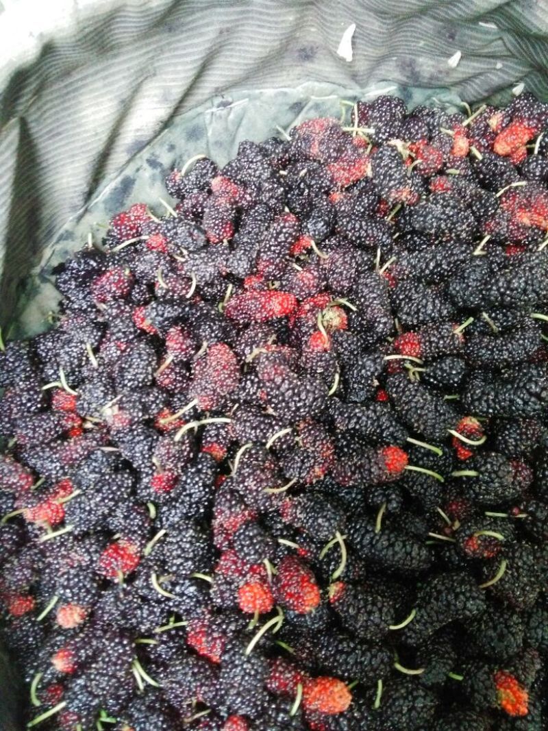 桑葚4~5cm