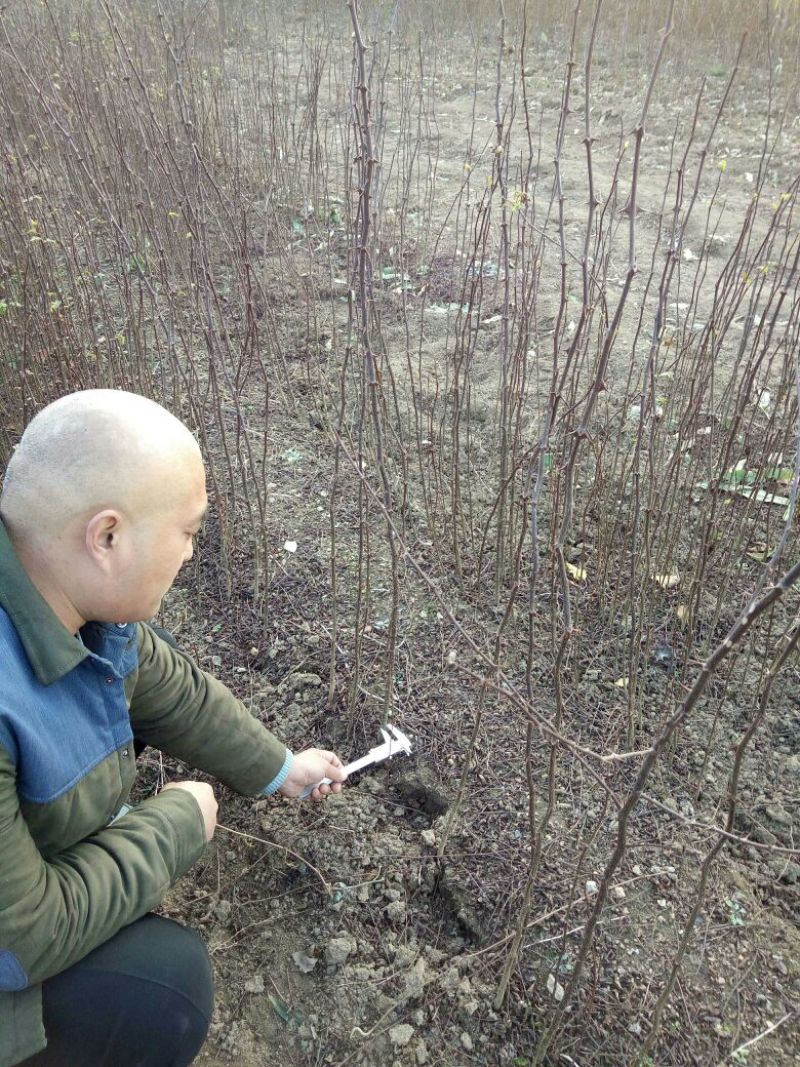 花椒苗1~2年，花椒苗基地直销，大红袍花椒苗