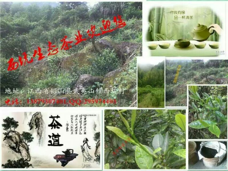 本山茶一级