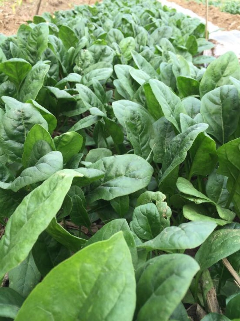 黑叶菠菜