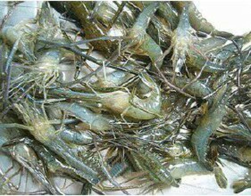 河虾冰鲜虾26~30只/kg