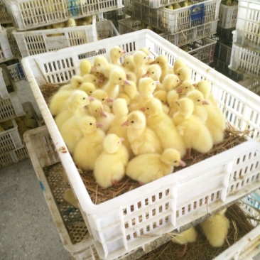 鹅苗250g以下