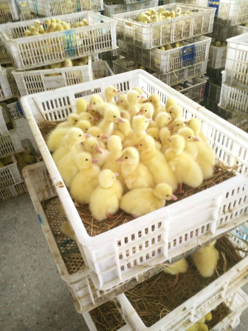 鹅苗250g以下