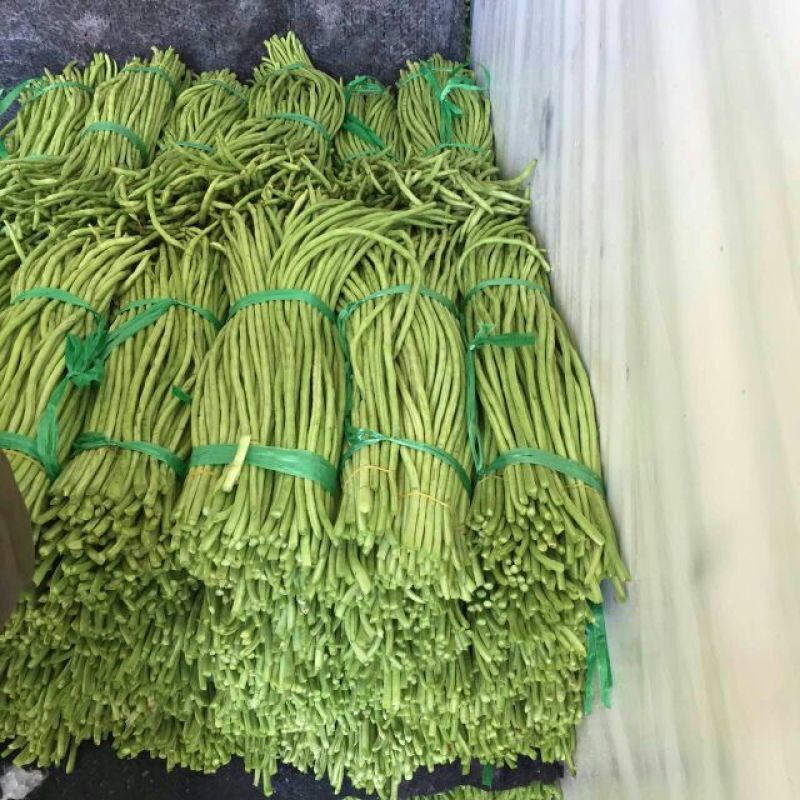 长豆角（新苗豇豆）广西合浦大量代收长豆角