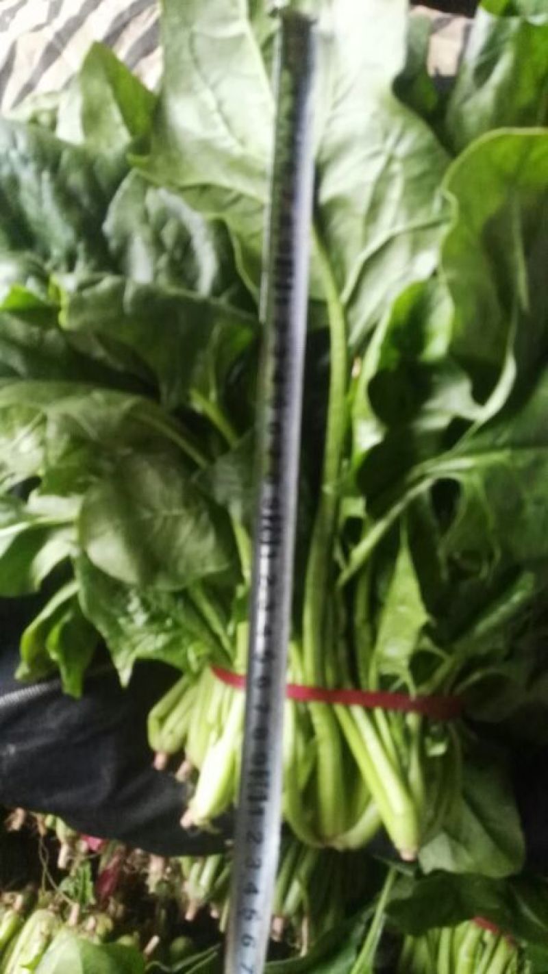 大叶菠菜25~30厘米