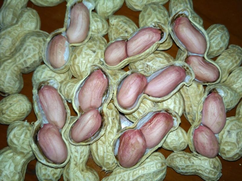带壳花生干货带壳