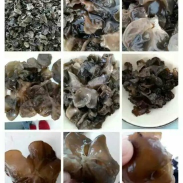 黑木耳特级