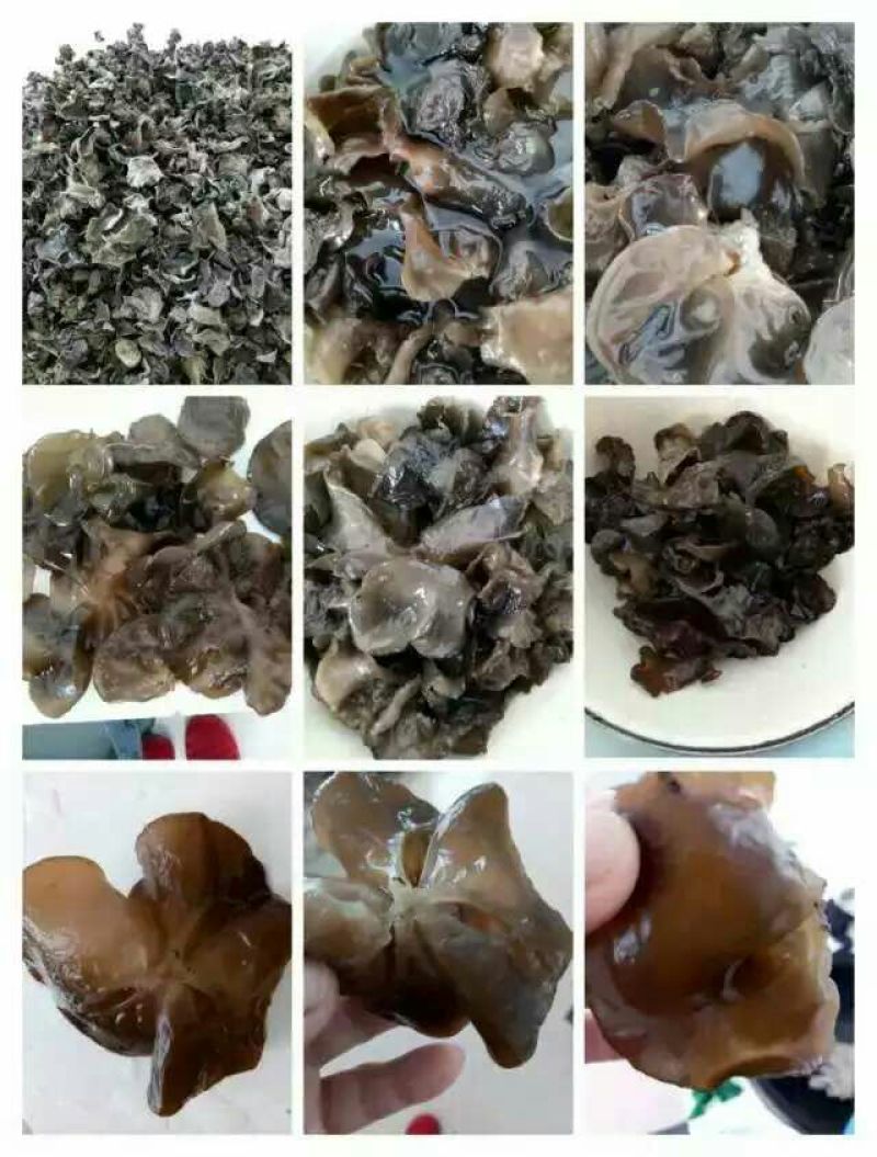 黑木耳特级