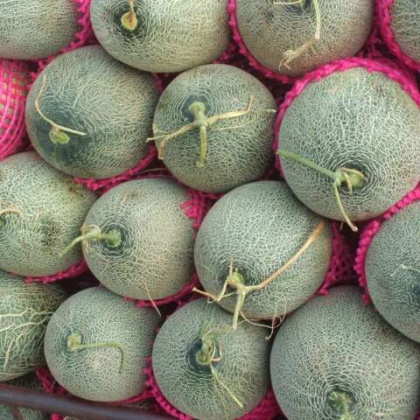 新疆吐鲁番鄯善县伽师瓜哈密瓜批发_黄林供应