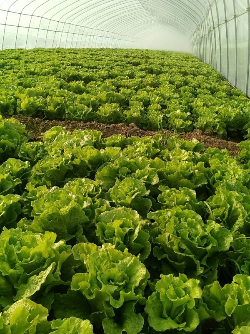 意大利生菜5两~6两