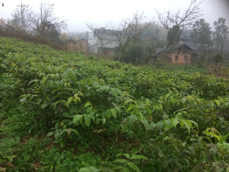 核桃树