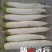 白萝卜
