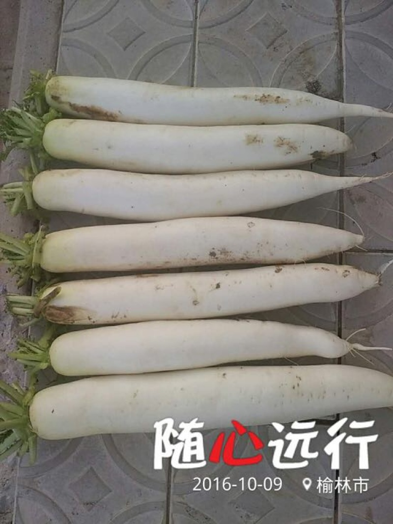 白萝卜