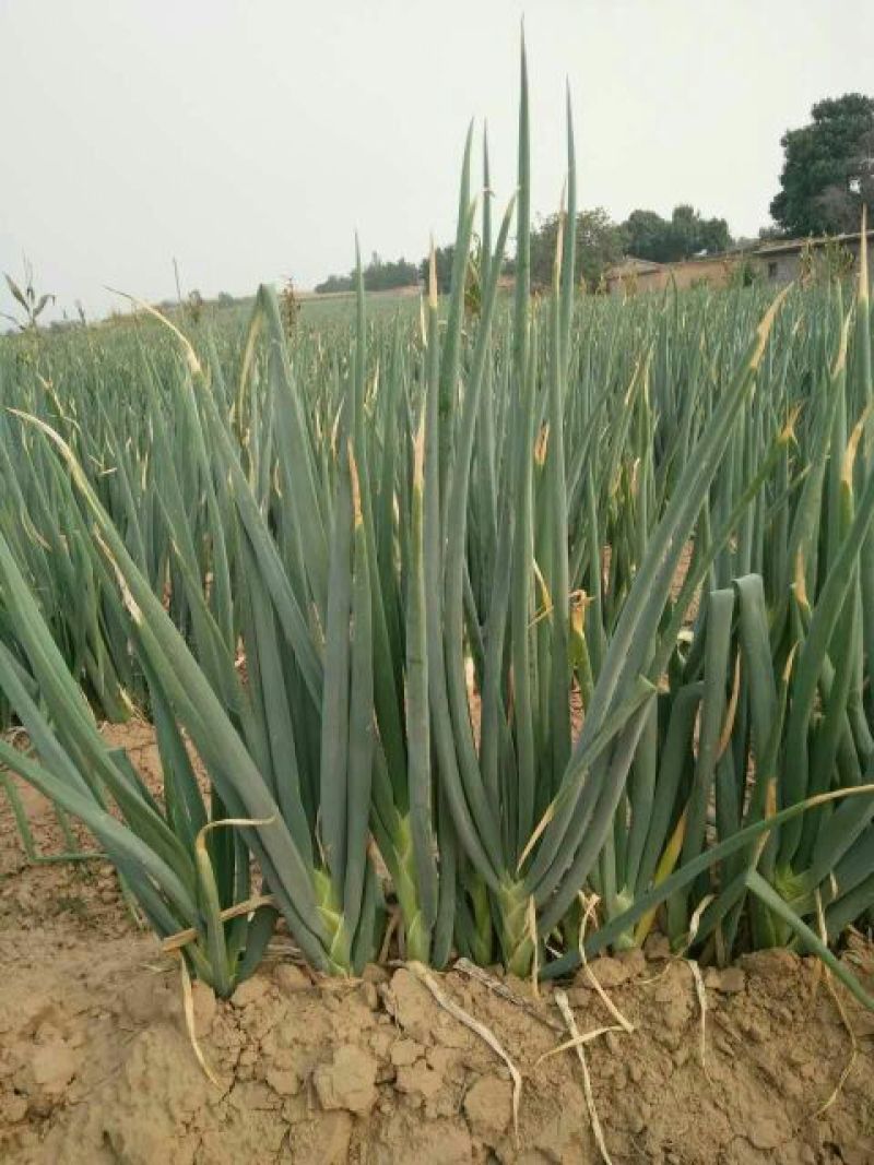 章丘大葱20~25cm净葱2cm左右