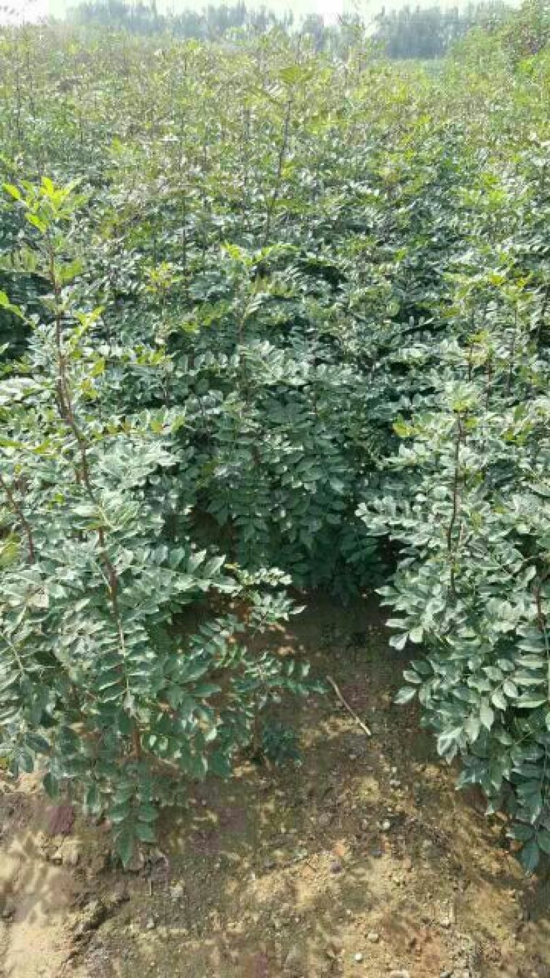 花椒苗大红袍花椒苗无刺花椒苗1~2年