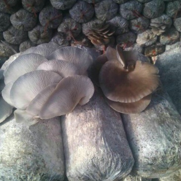 鲜蘑菇