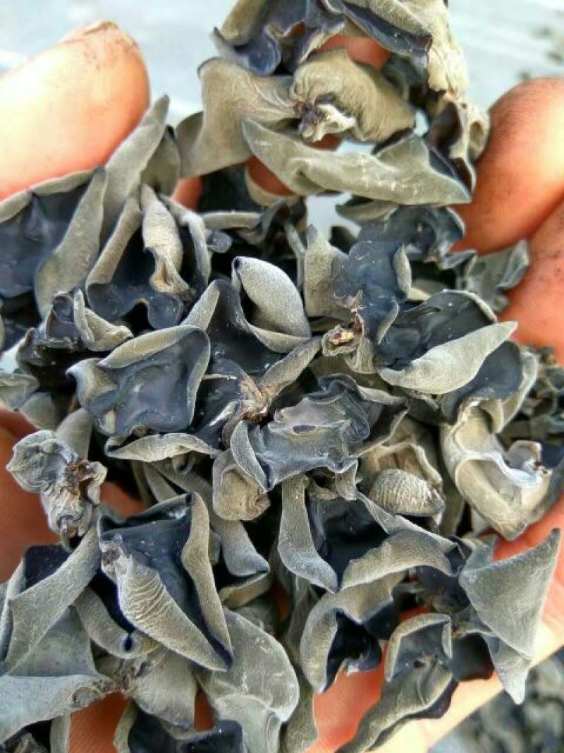 干木耳特级