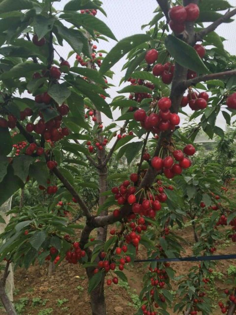 樱桃树苗