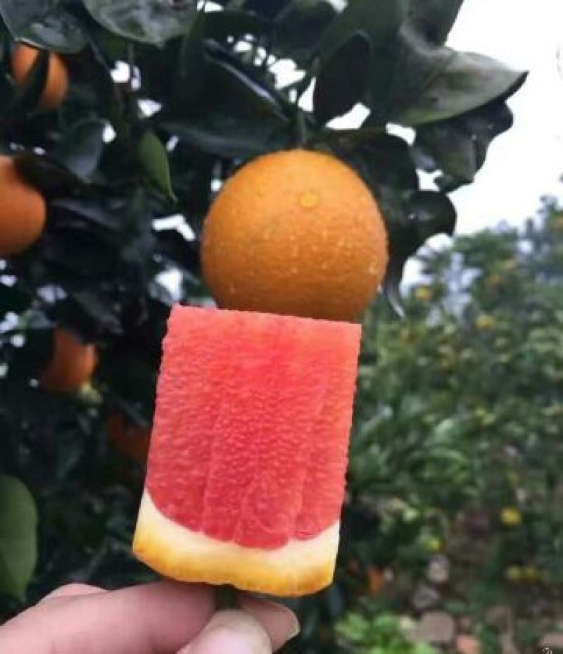 塔罗科血橙苗50~80cm