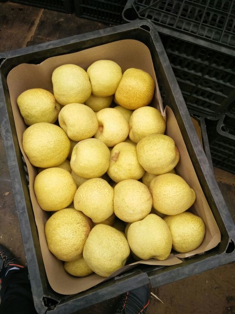 砀山梨200~250g筐装