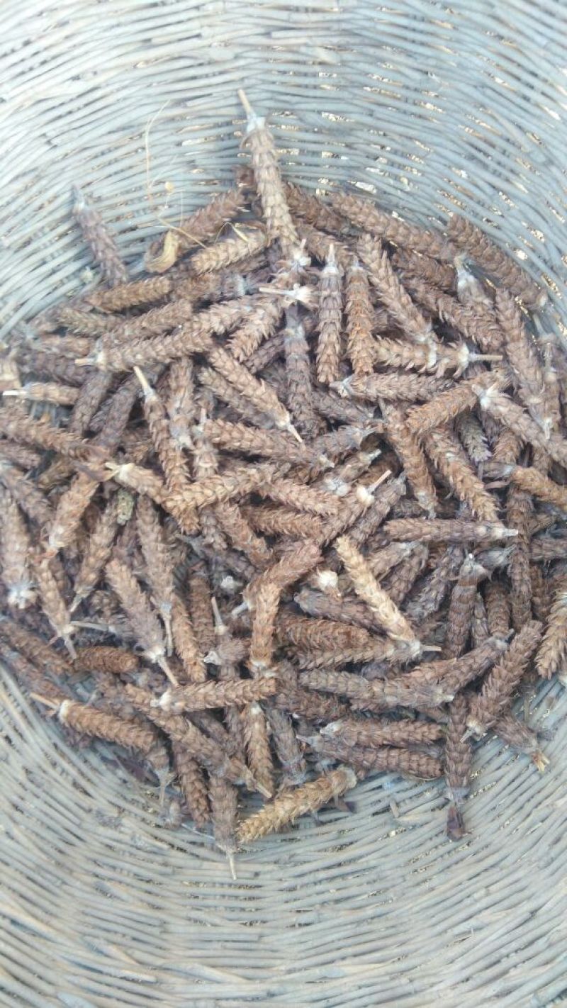 夏枯球