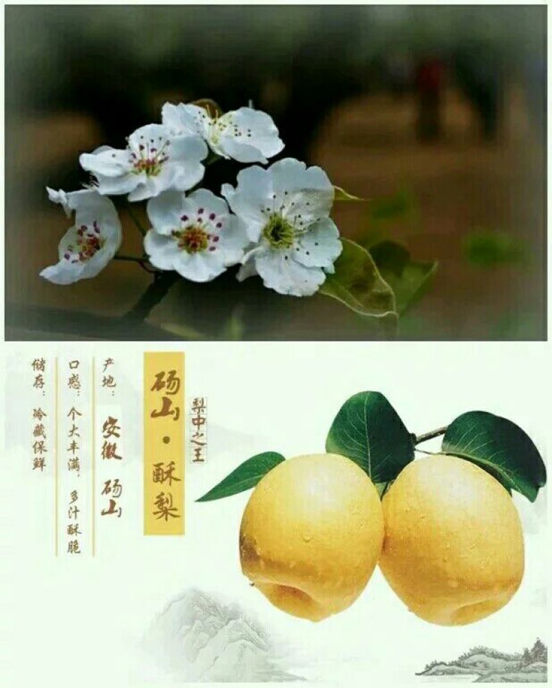 砀山梨250~300g纸箱