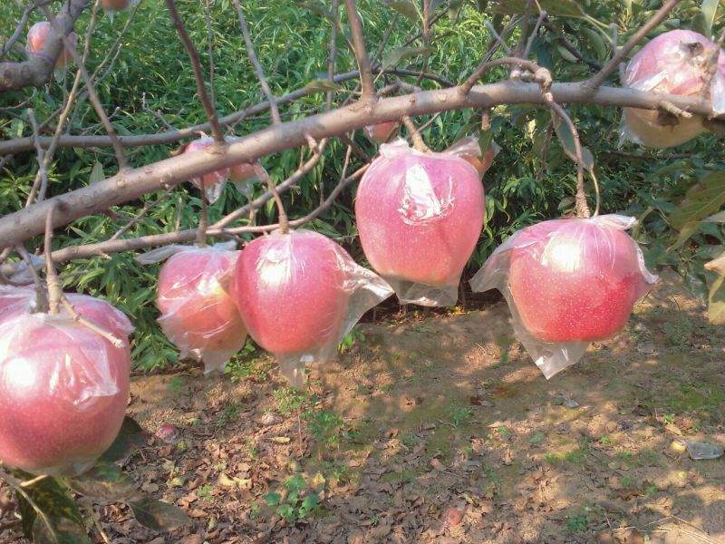 益诚果品:中秋王苹果膜袋