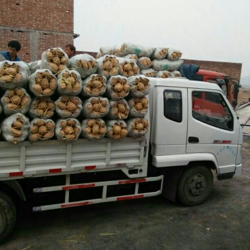 红薯3两以上商品薯白心