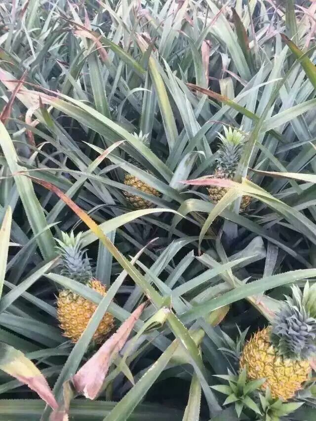 杂交种类菠萝广东湛江徐闻县_批发_供应-一亩