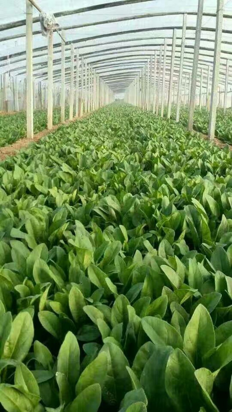 全能菠菜25~30厘米