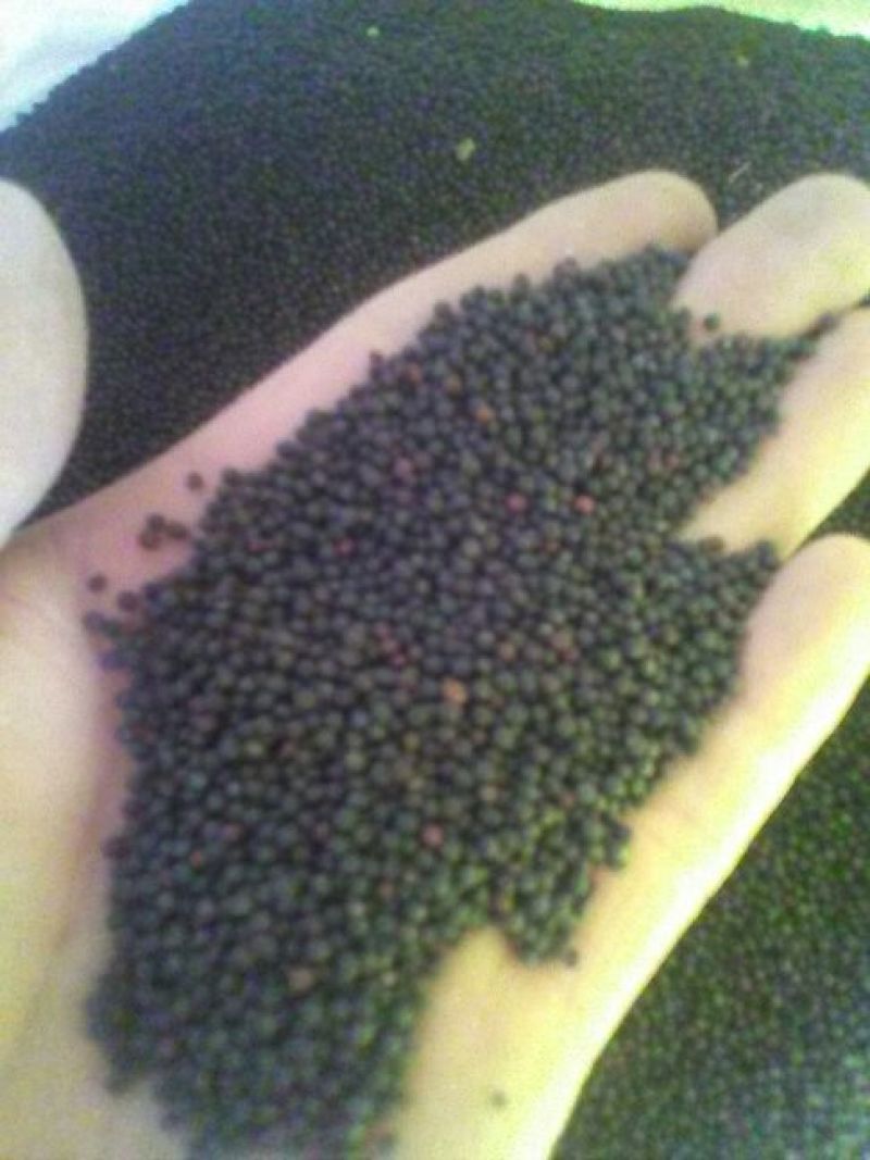 油菜籽