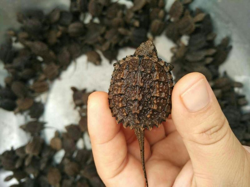 甲鱼苗鱼苗