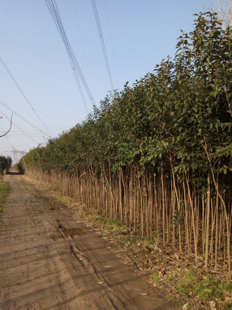 大叶女贞4cm以下