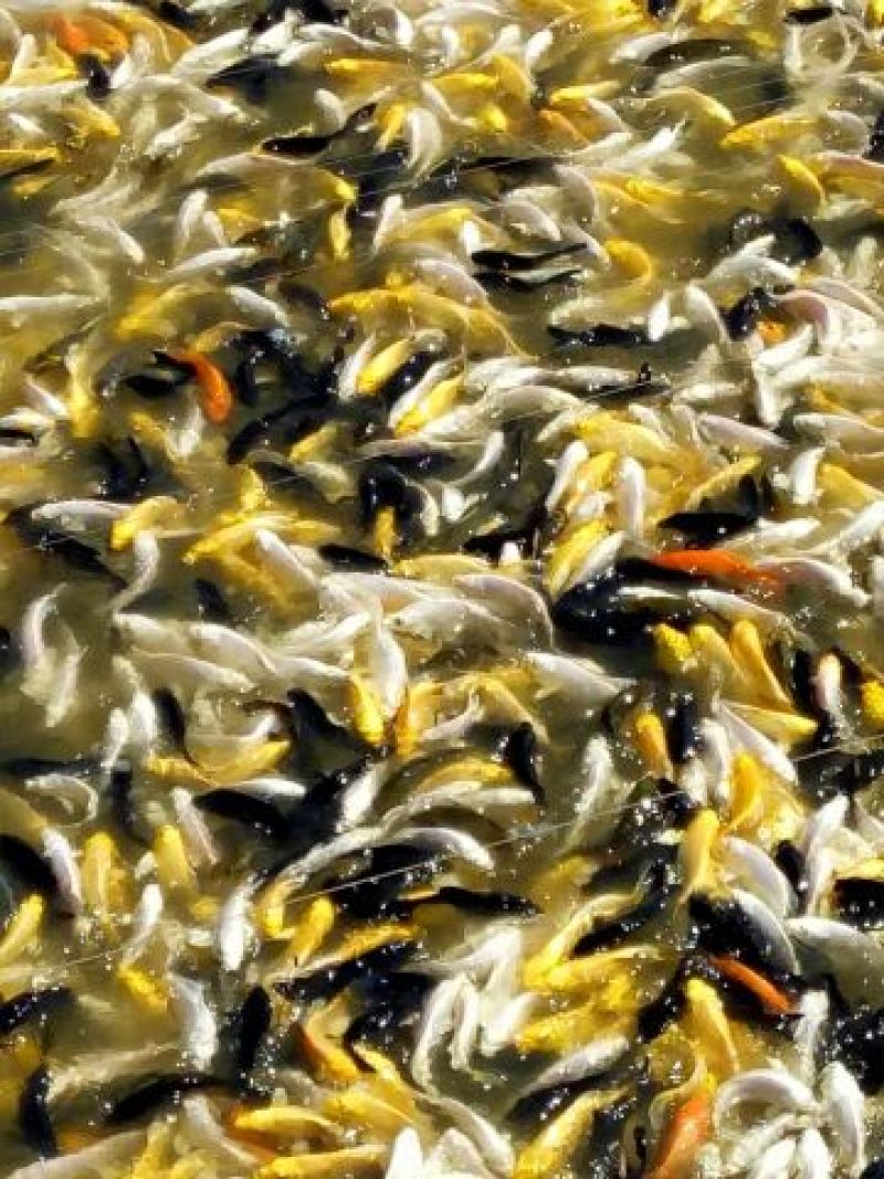 锦鲤鱼苗7两