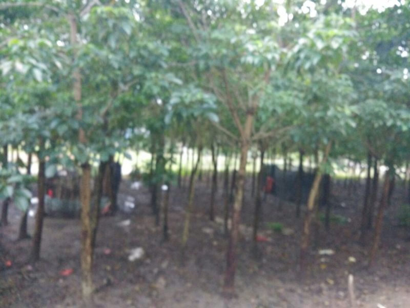 秋枫树苗80cm以上