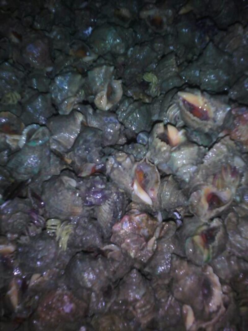 花蛤杂色蛤食用鲜活