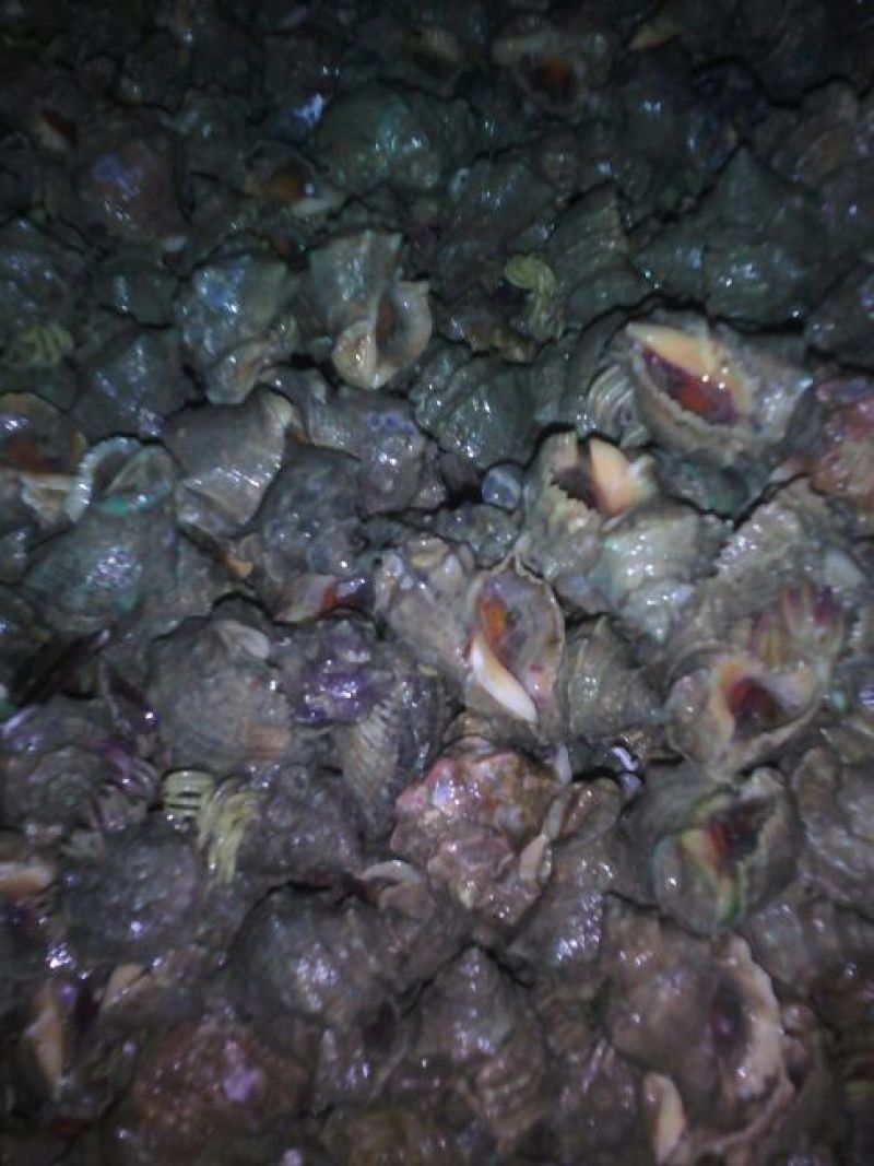 海螺食用鲜活5~10只/kg