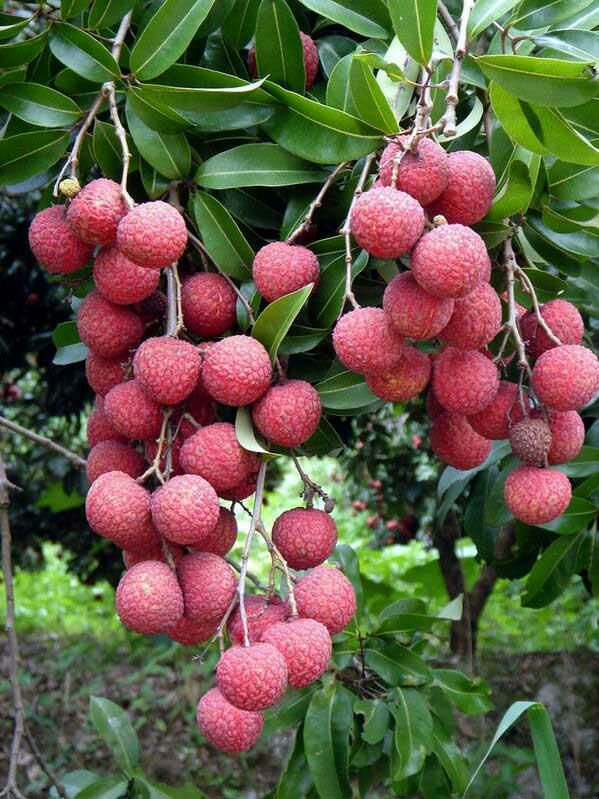 广东广州市从化区荔枝 1.5~2cm批发_罗祥基供