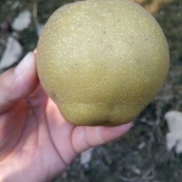 黄花梨光果湖北沙梨基地直供