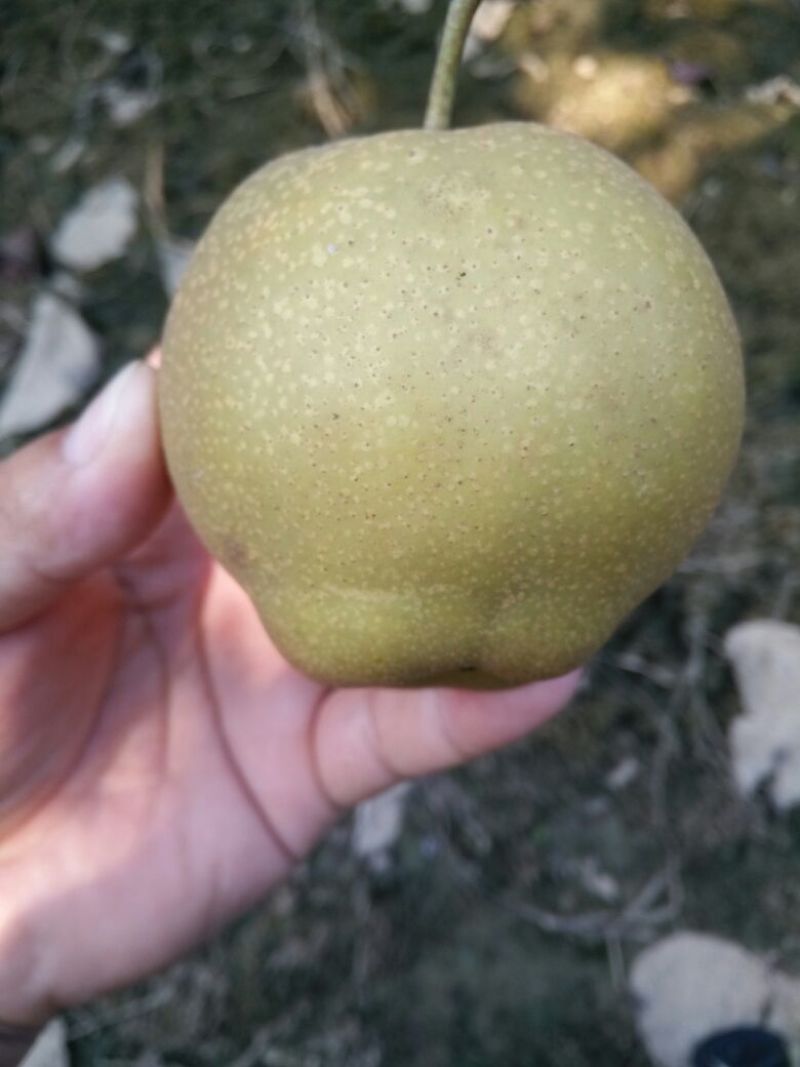 黄花梨光果湖北沙梨基地