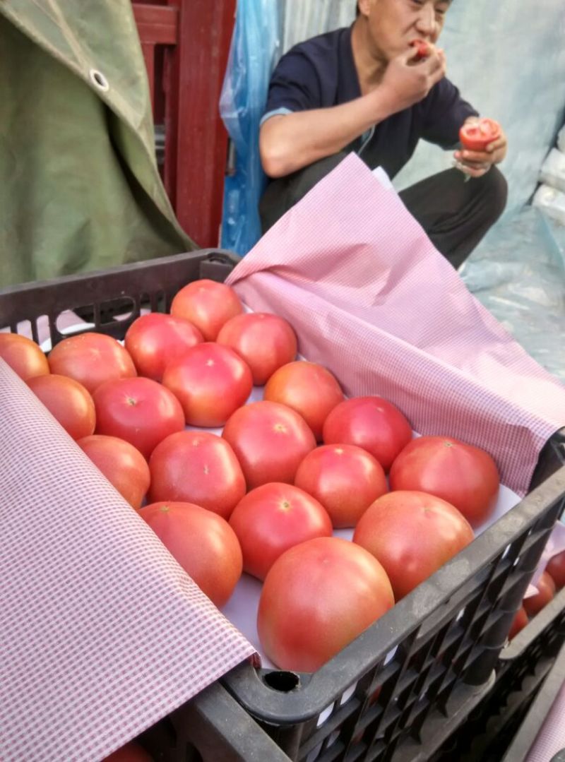 【精品】西红柿大量上市可视频实地看货质量保证长期合作