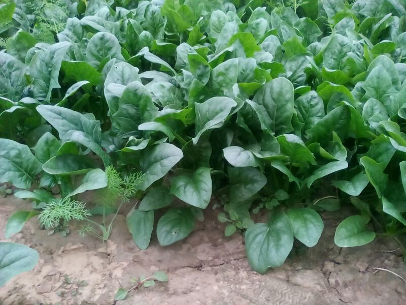 名门菠菜
