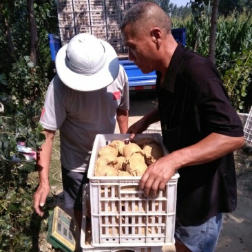黄金梨450~500g纸袋