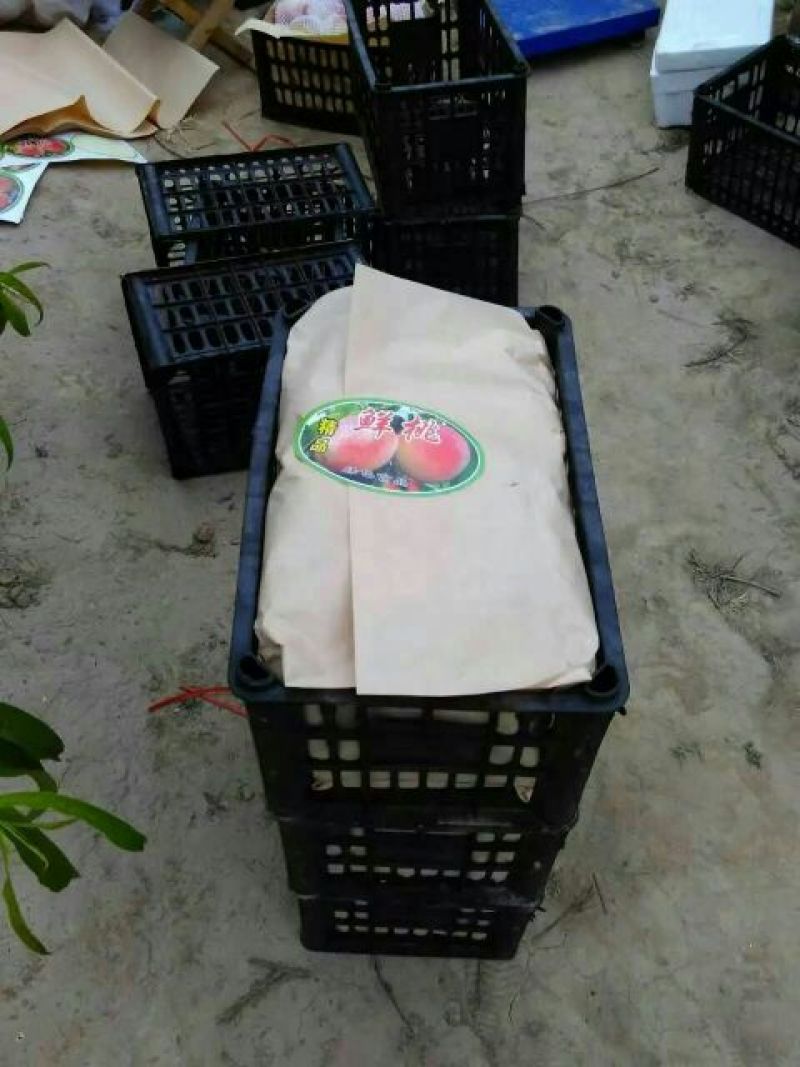毛桃70mm以上