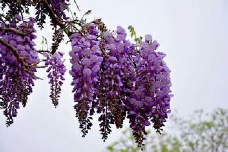 紫藤3~4cm1.5~2米