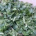 越冬菠菜15~20厘米