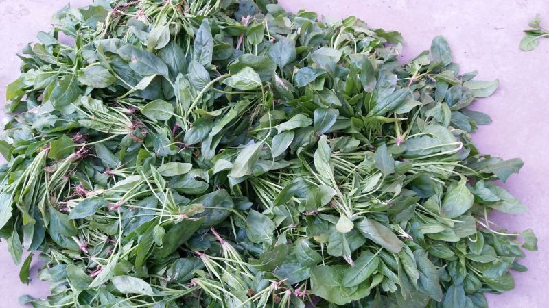 越冬菠菜15~20厘米
